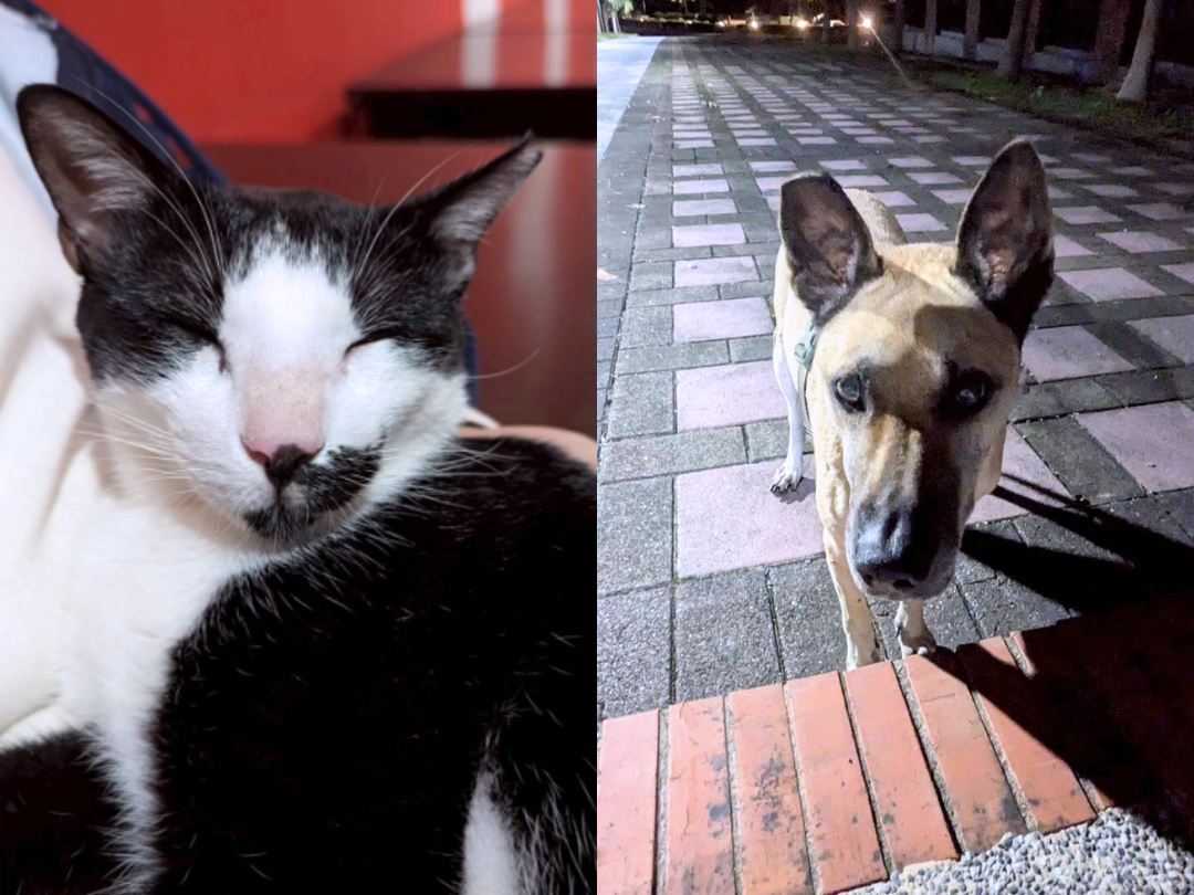 圖